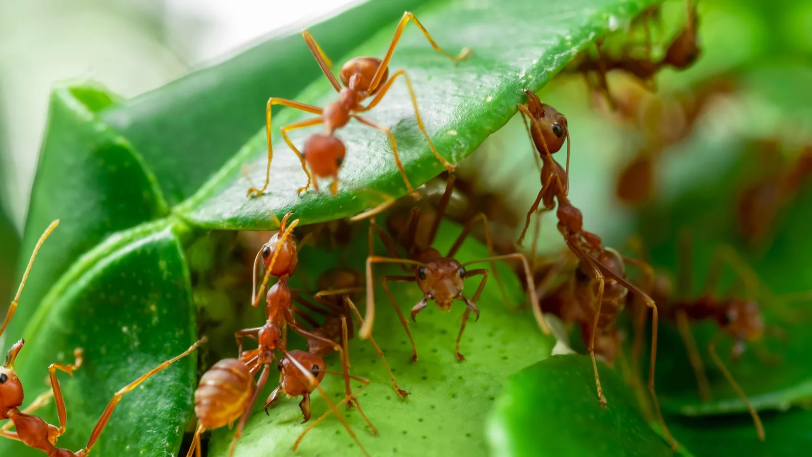 Formigas ruivas em fila sobre folhas verdes, várias delas segurando as bordas de uma folha dobrada